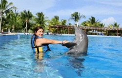 Nadar con delfines en Cancún: una experiencia increíble